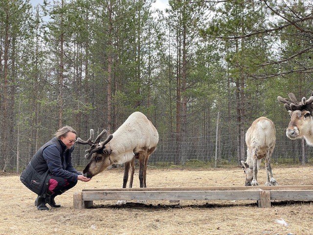 Reindeer Journey feeding reindeer - Kaat Vandeweyer