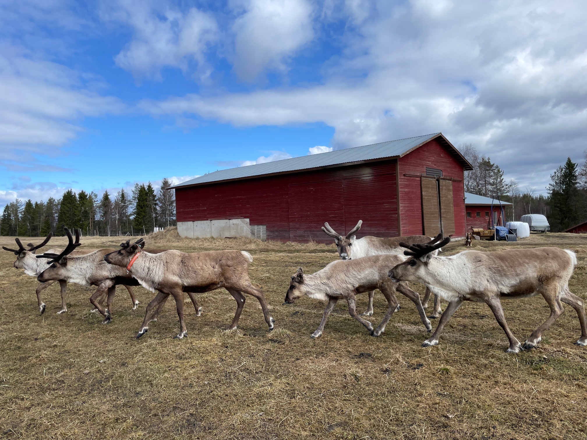 Reindeer Journey Farm and Reindeer - Kaat Vandeweyer
