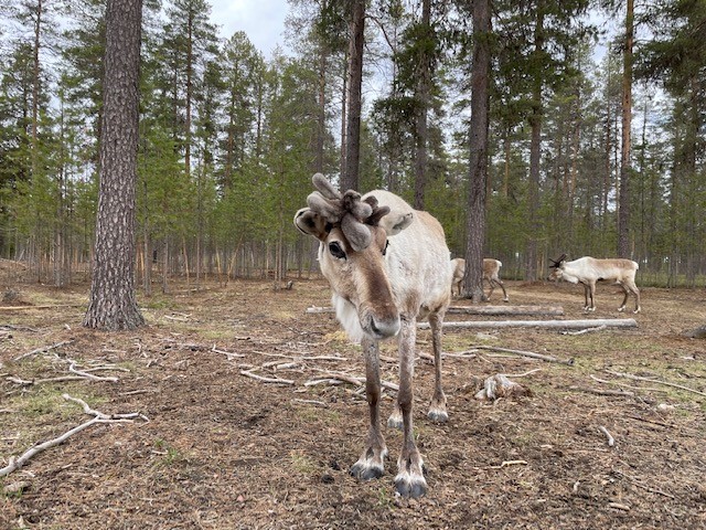 Reindeer Journey Spring - Kaat Vandeweyer