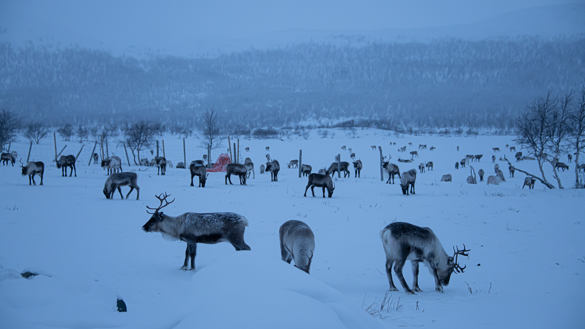 Vasara Reindeer ranch Kilpisjärvi Enontekiö Finland