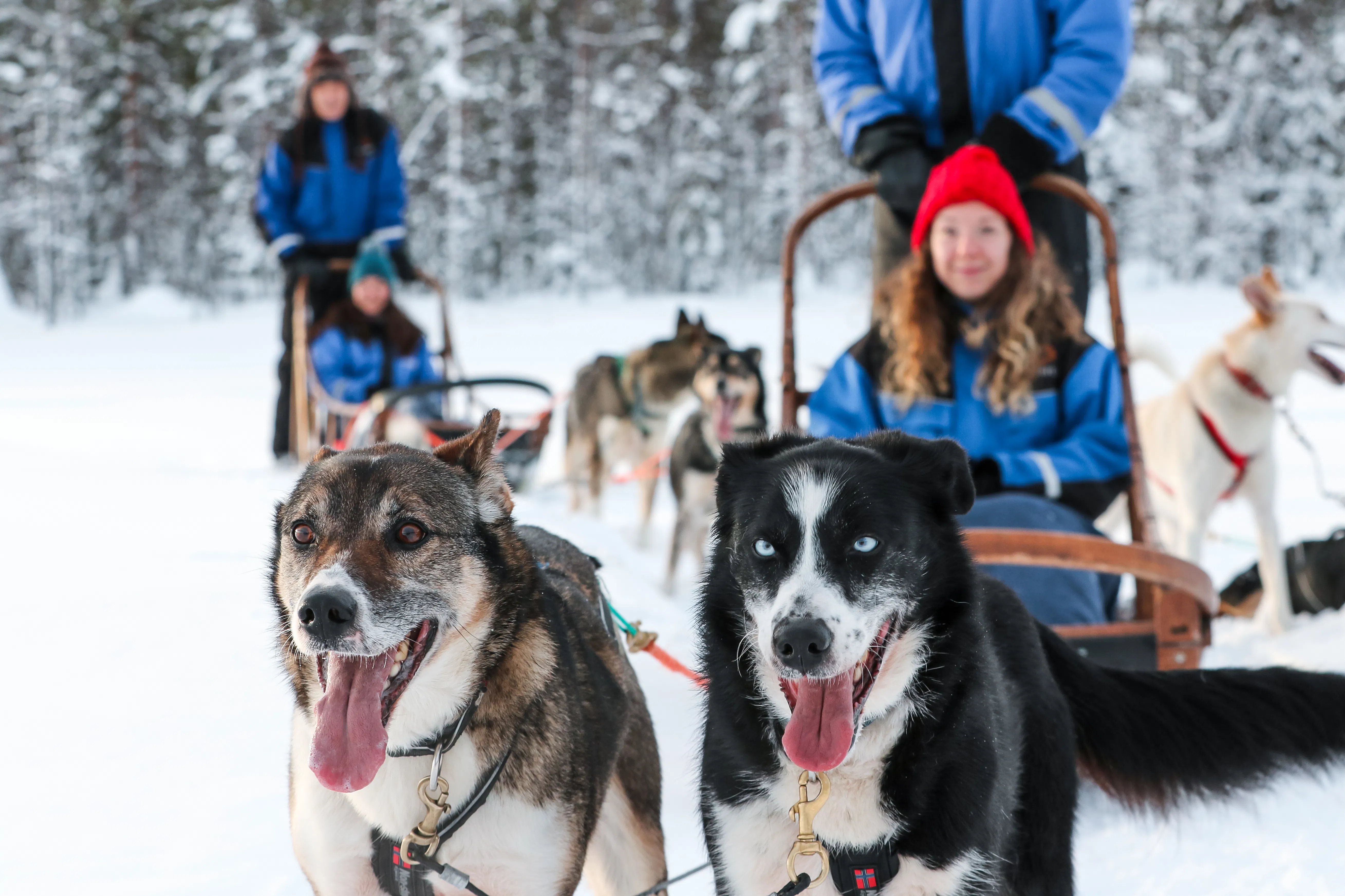 Winter Path with Huskies 10 km in Ylläs