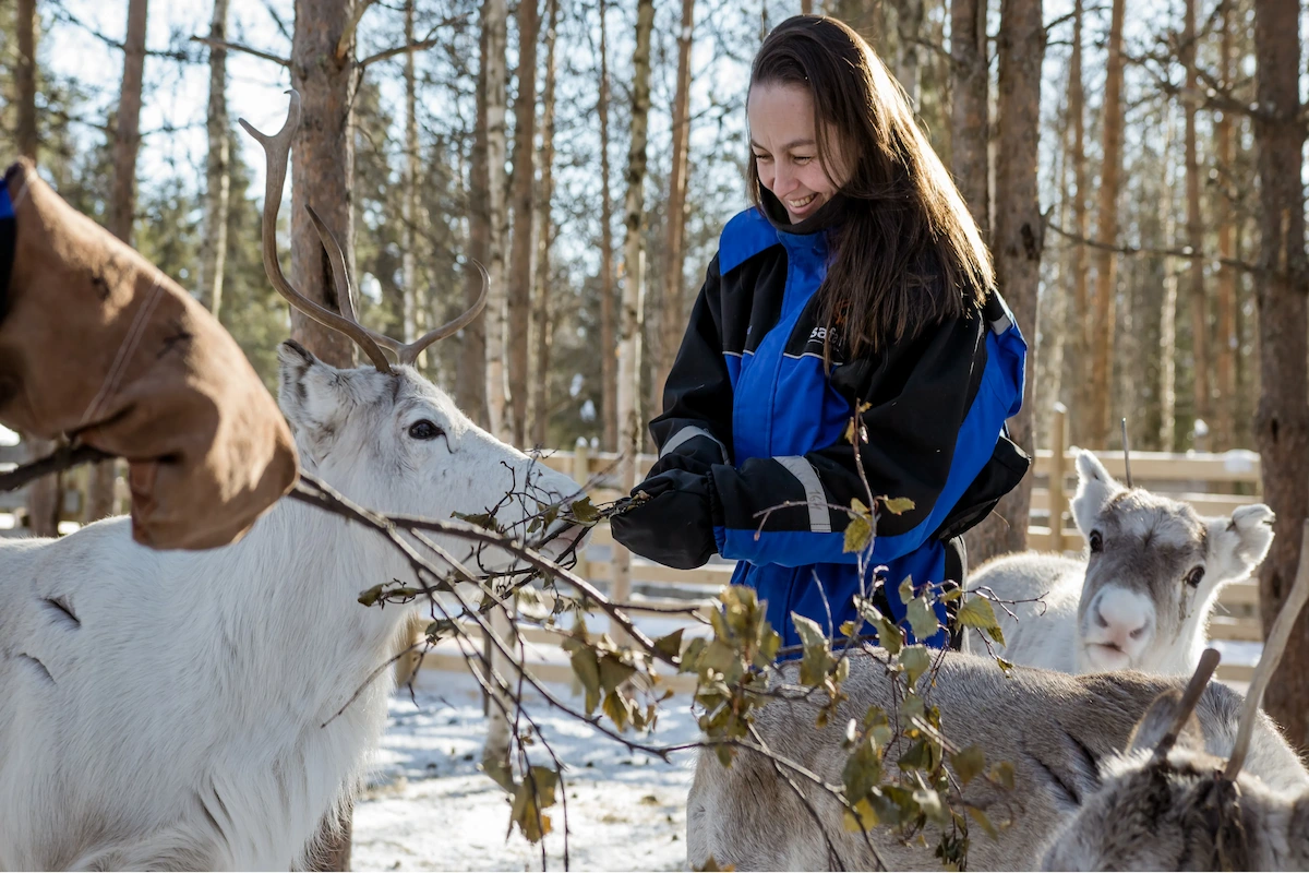 Reindeer Farm Visit in Raitola