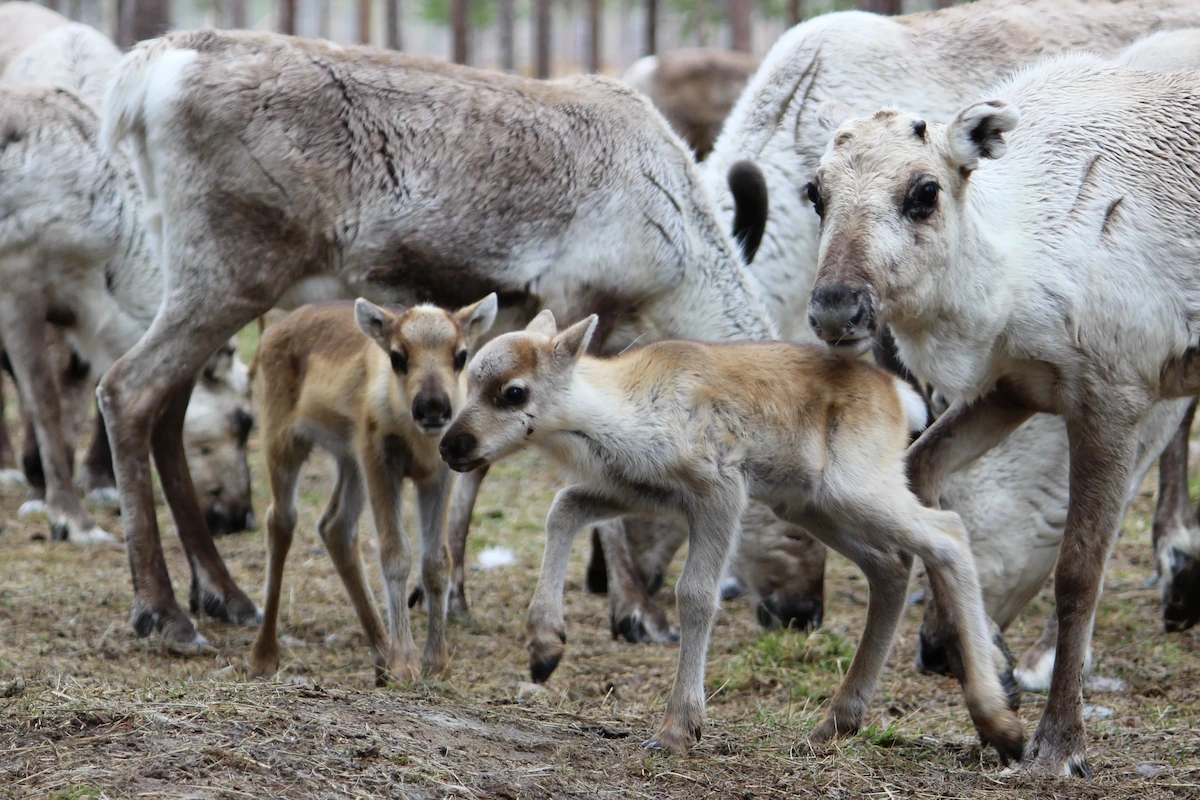 A Night in the Pasture with Baby Reindeer & Their Mothers