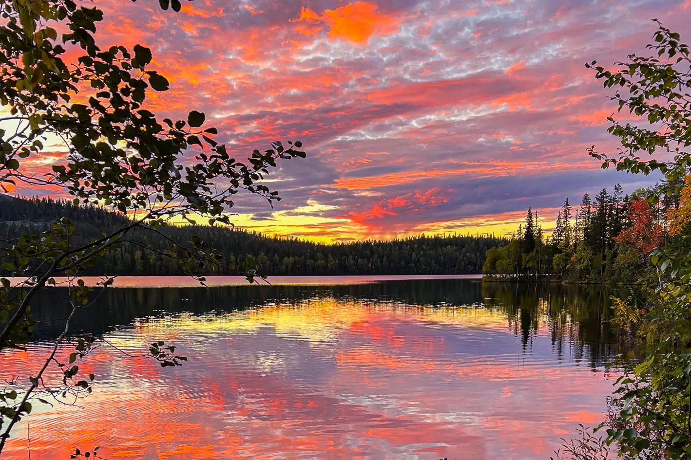 Traveling Through Autumn Foliage In Lapland