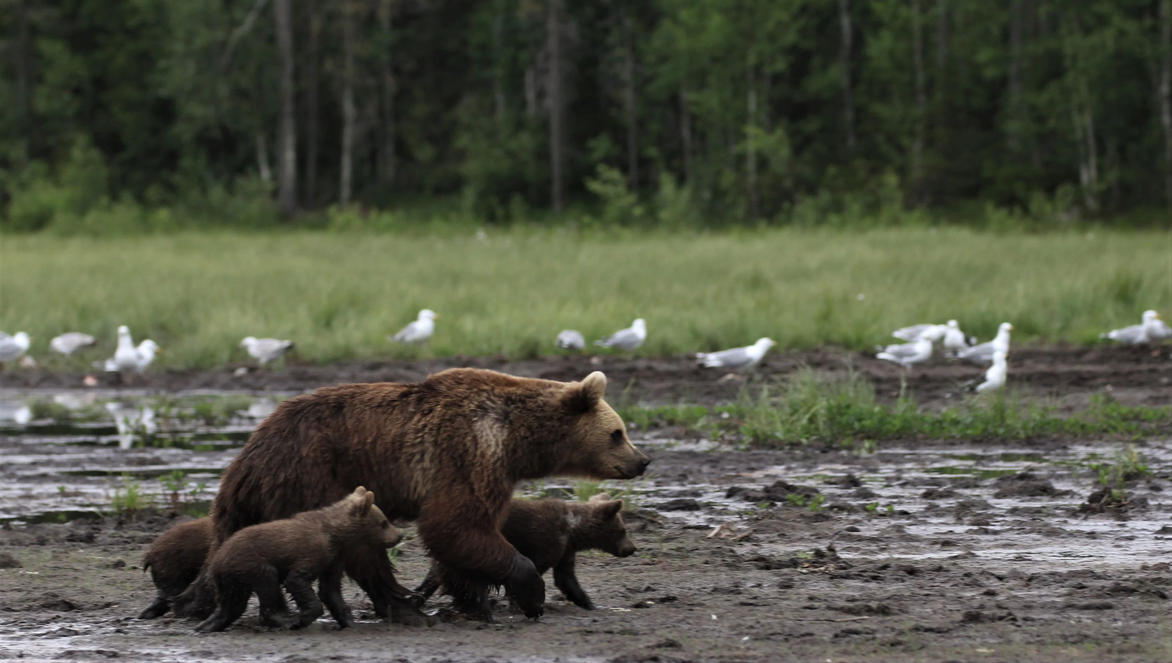 Bear watching in Ruka- Kuusamo