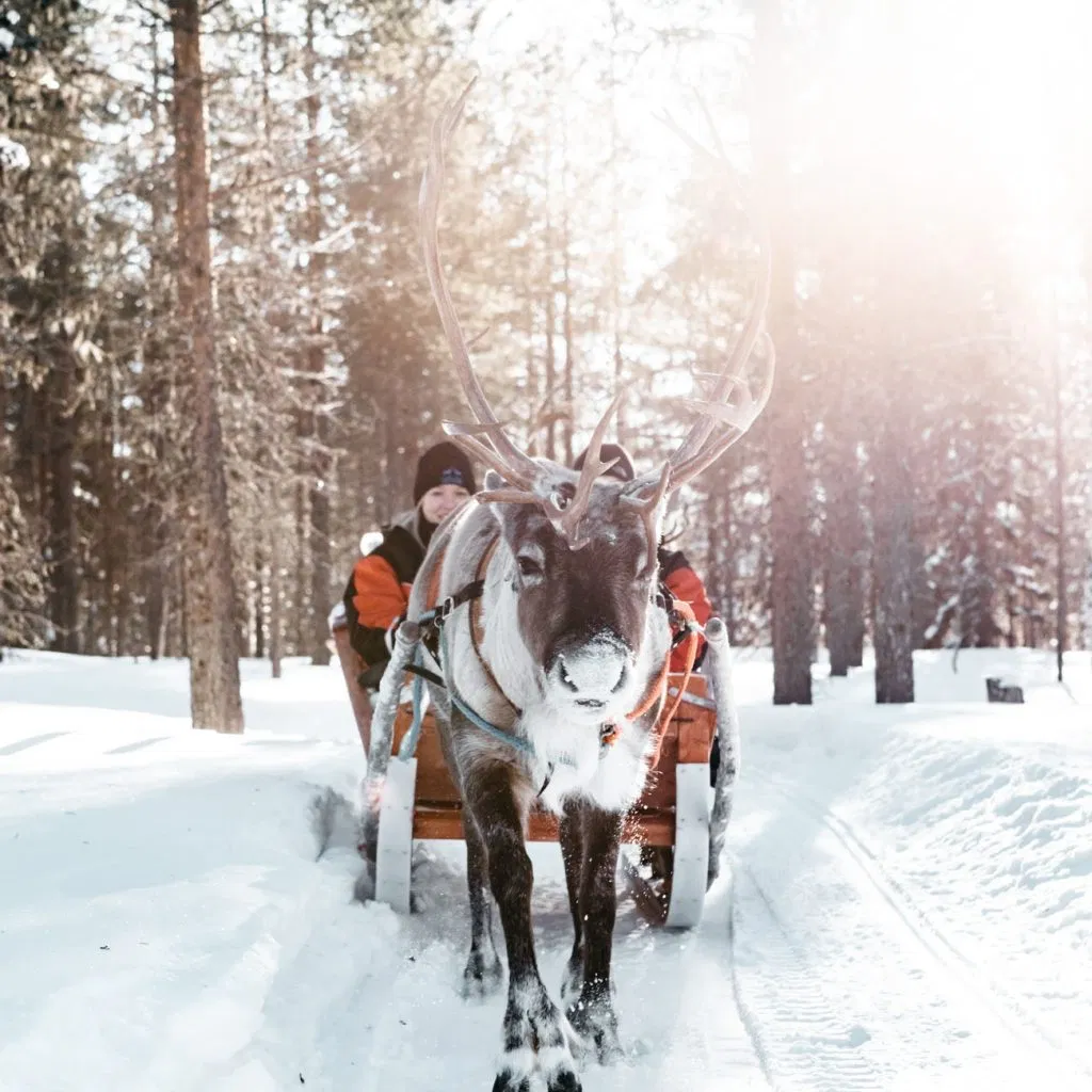 Experience A Magical 2km Reindeer Ride And A Visit Of A Reindeer Farm
