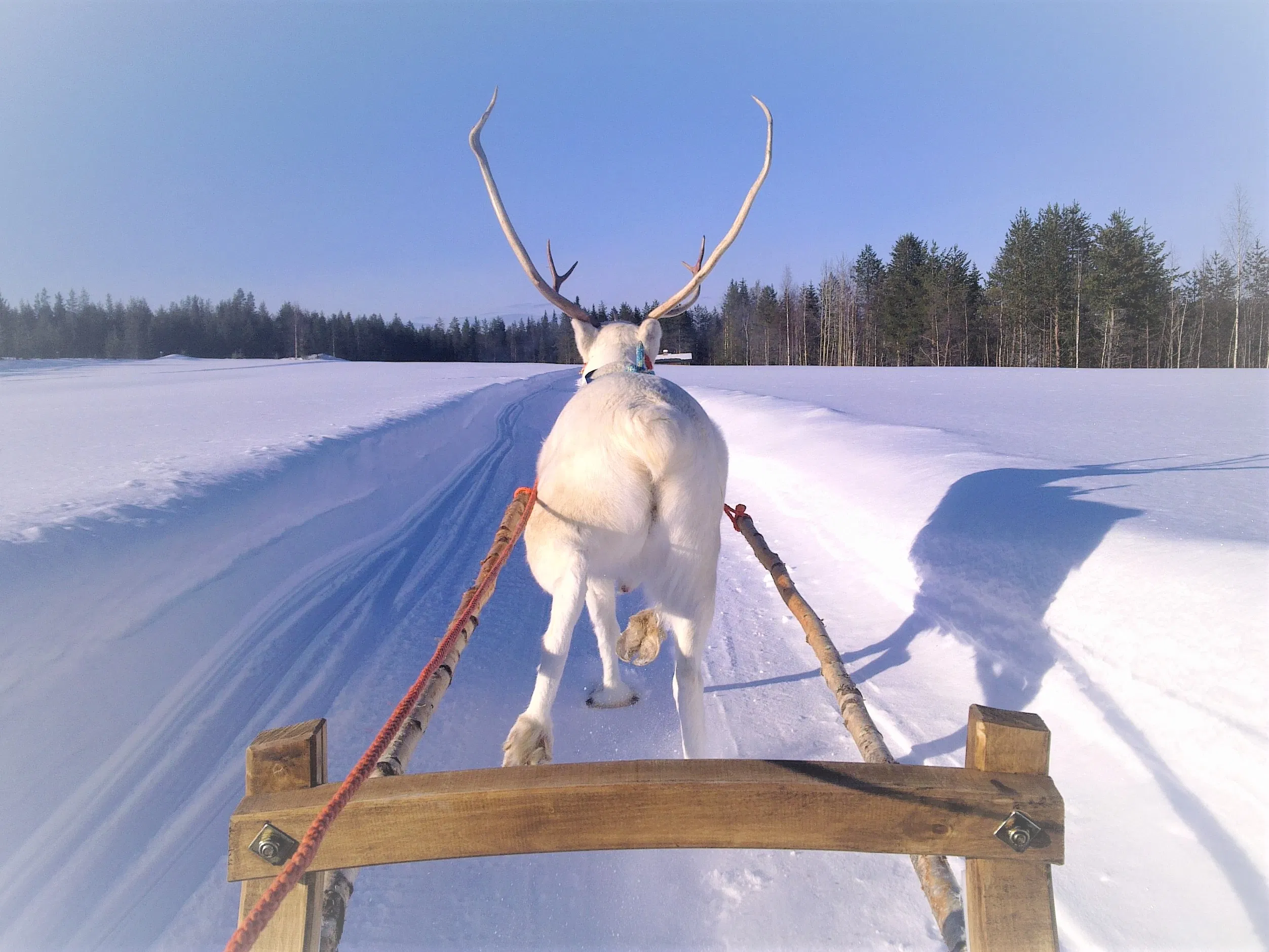 Jingle Bells –  Reindeer Sleigh Ride in an old forest