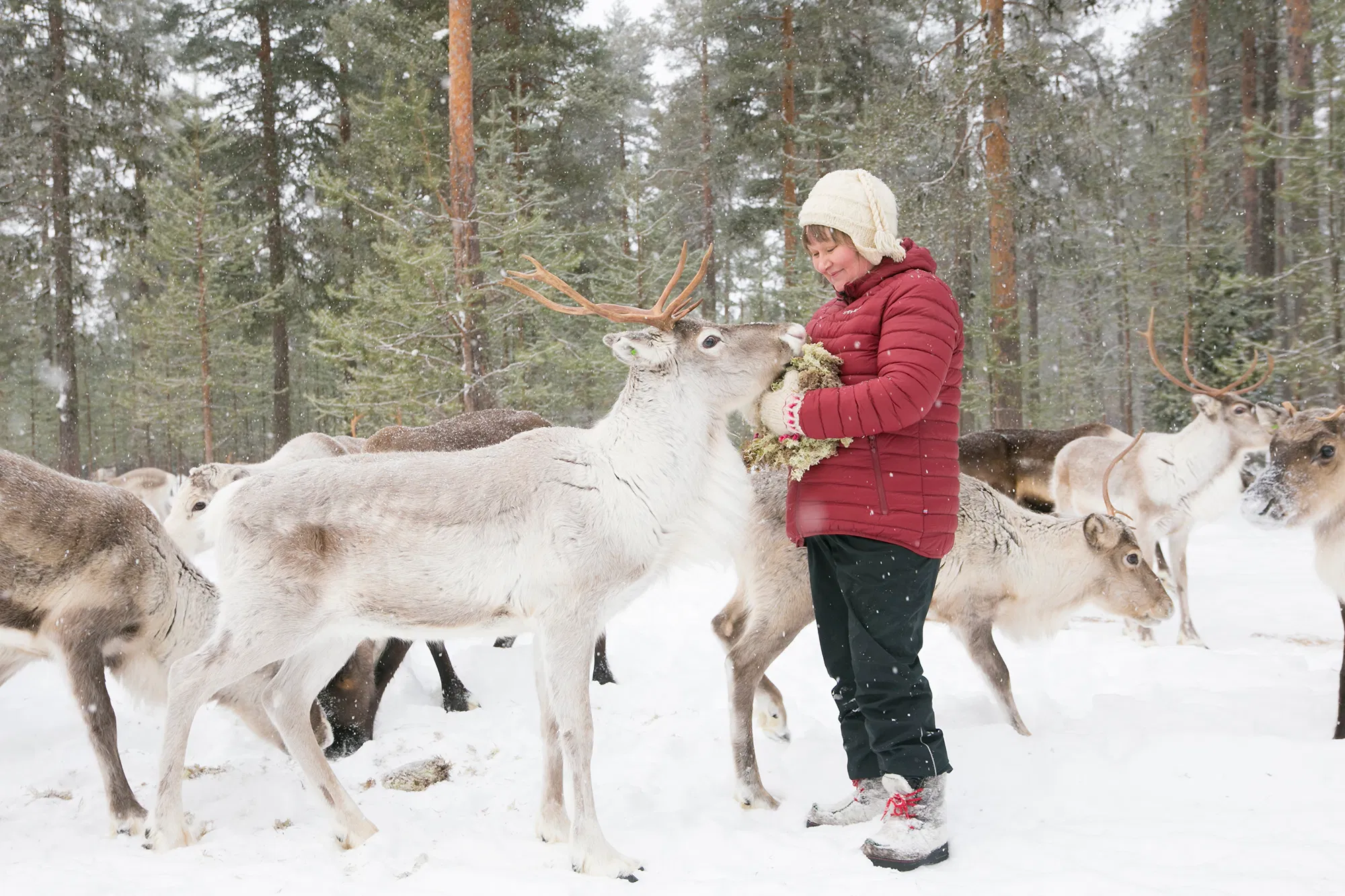 Visit the Reindeer Farm and Feed Reindeer