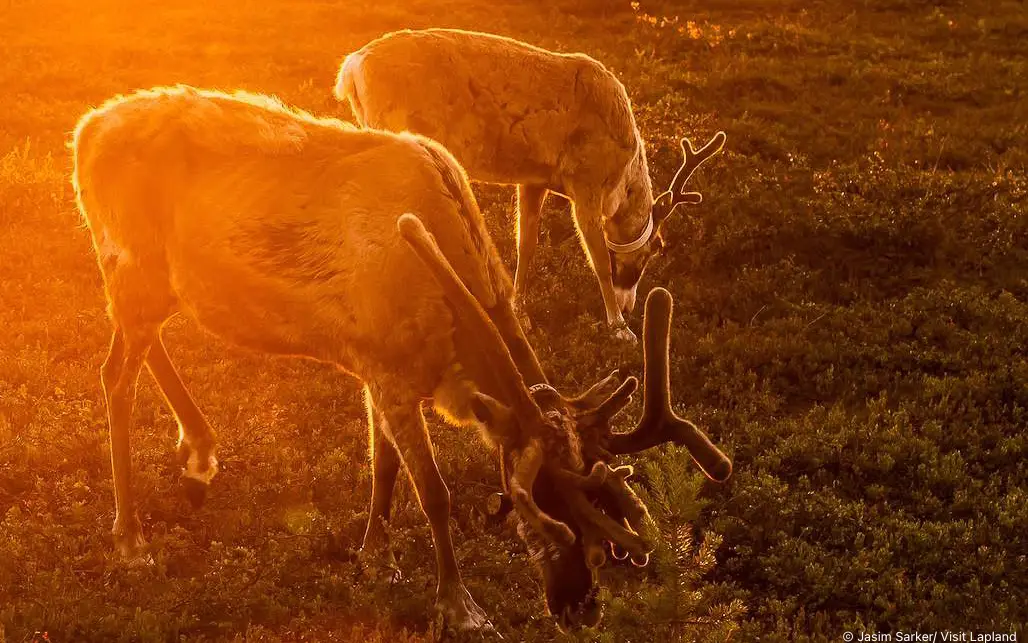 Animal Welfare Criteria for Sled Dogs and Reindeer Launched in Finland