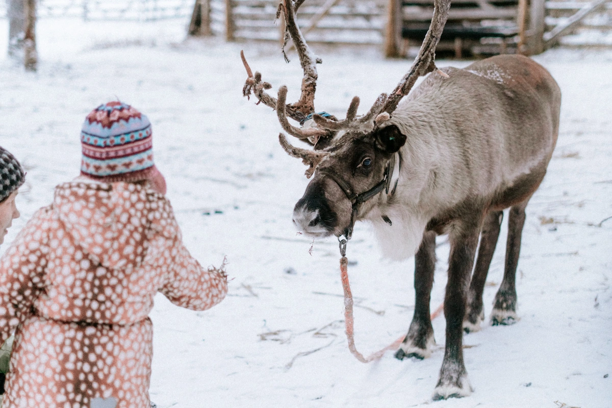 Private - Snowmobile Journey to Reindeer Farm