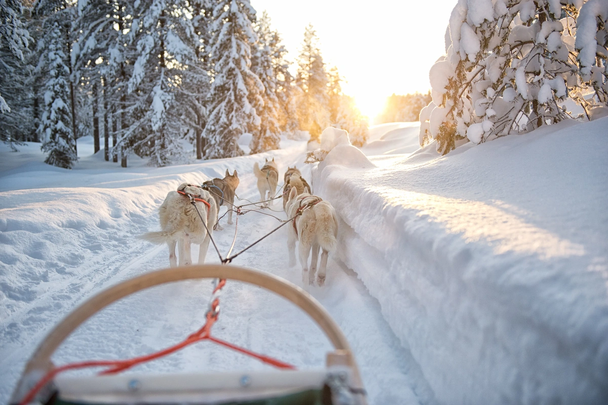 Self-Drive Husky Safari – 10 km Adventure in Levi