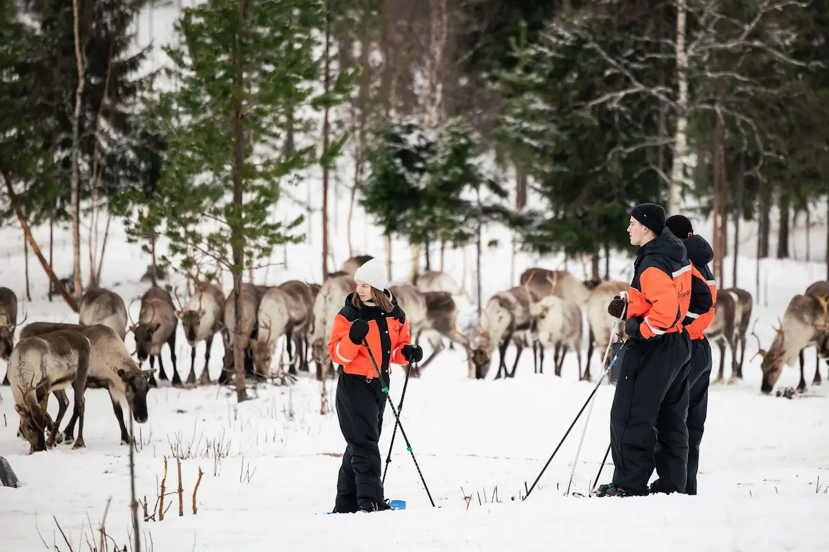 Snowshoe trip to meet reindeer in Rovaniemi
