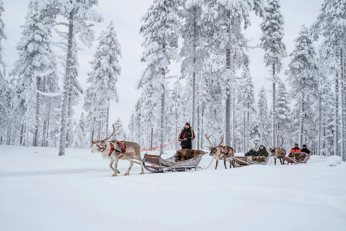 Snowy Forest Reindeer Ride in Rovaniemi