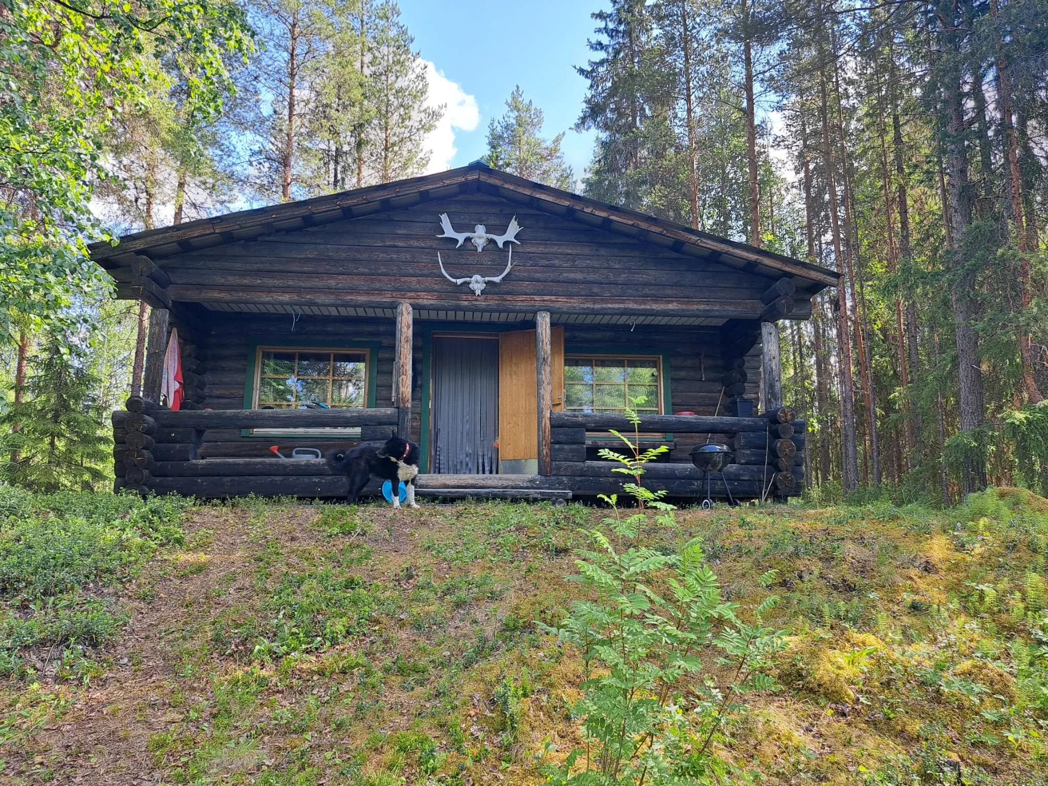 Summer Day at the Wilderness Cabin — Spend Time with the Locals