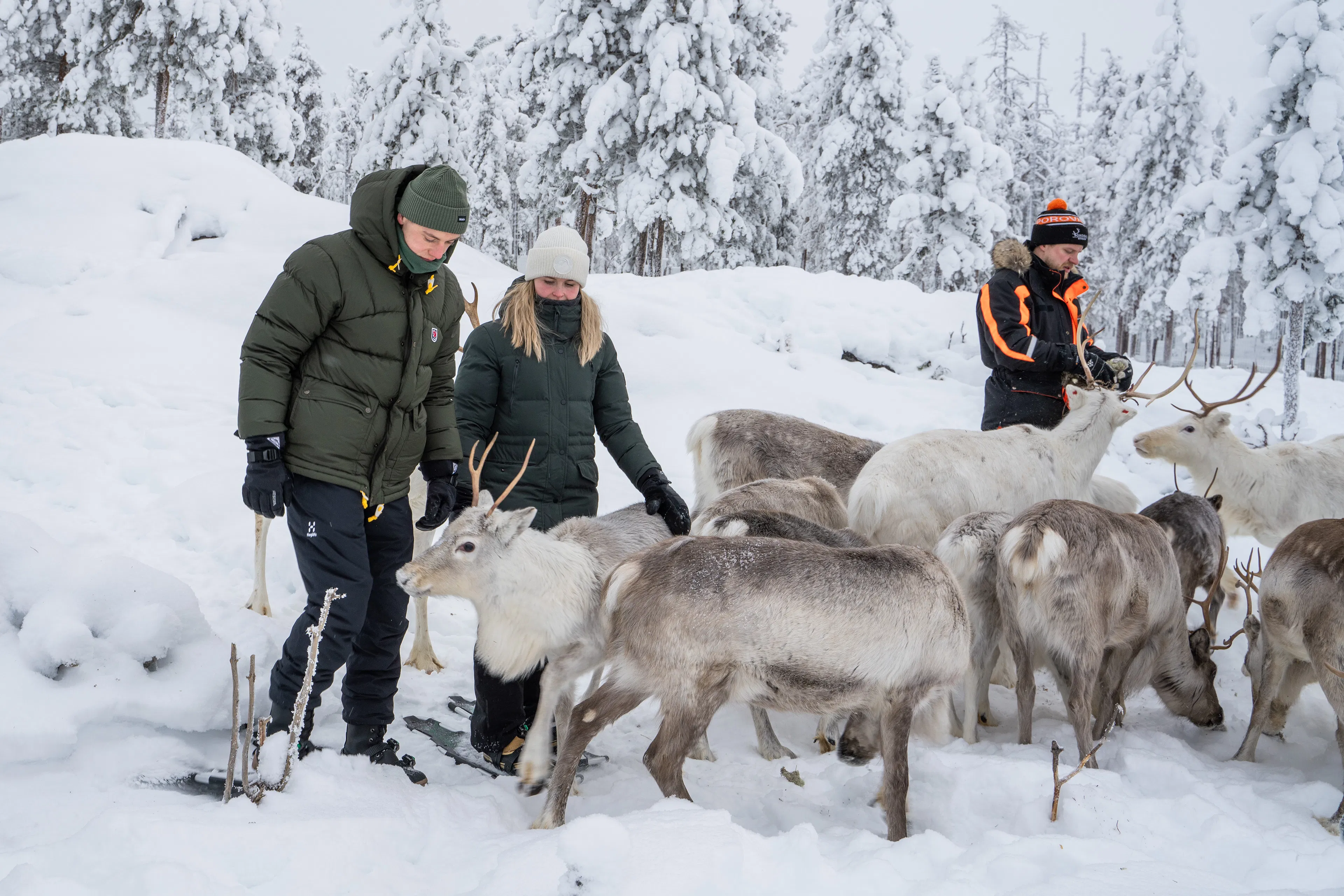 Visit a Real Reindeer Farm in Rovaniemi