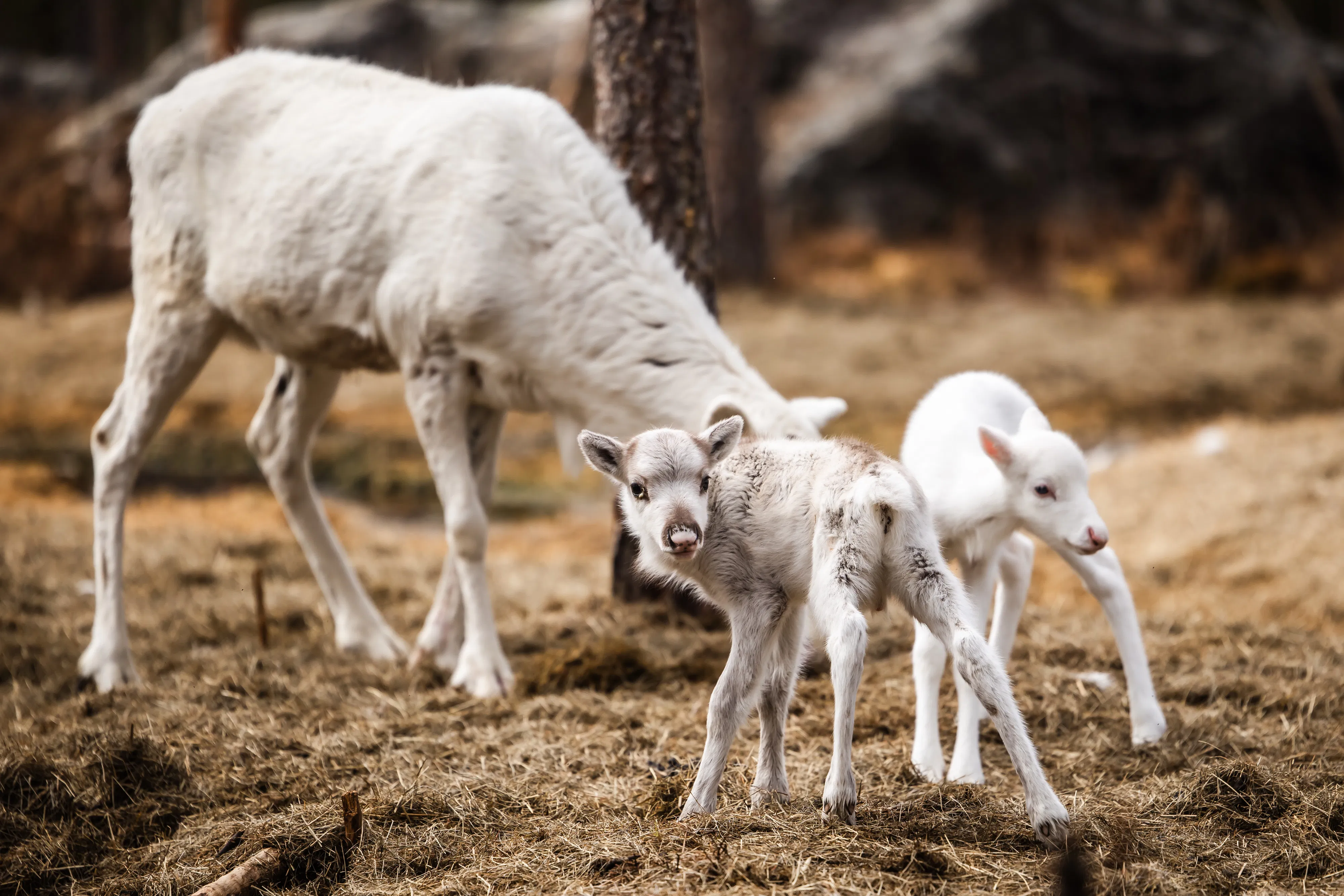 Visit a Reindeer Farm & Meet Baby Reindeer Up Close