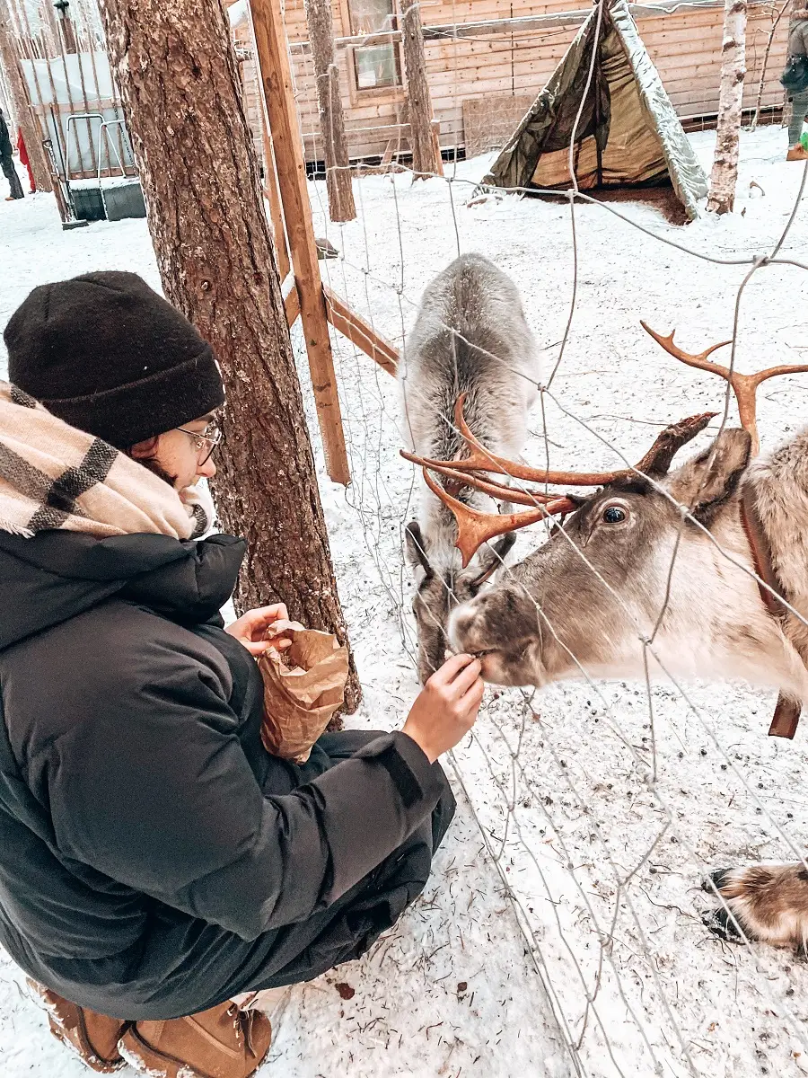 visit-a-reindeer-rafm-in-rovaniemi-lapland-by-ronja-talala-1785190000.webp