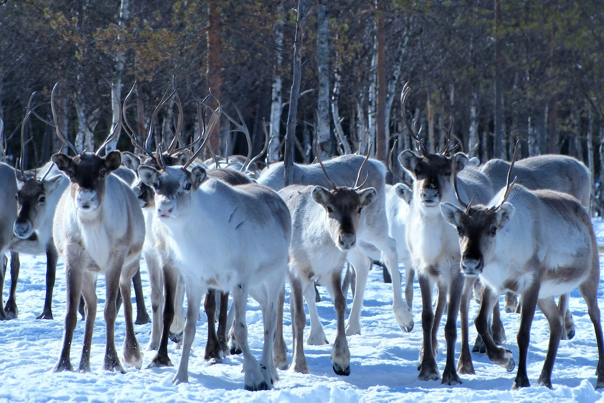 Visit the Reindeer Sleigh School in Rovaniemi