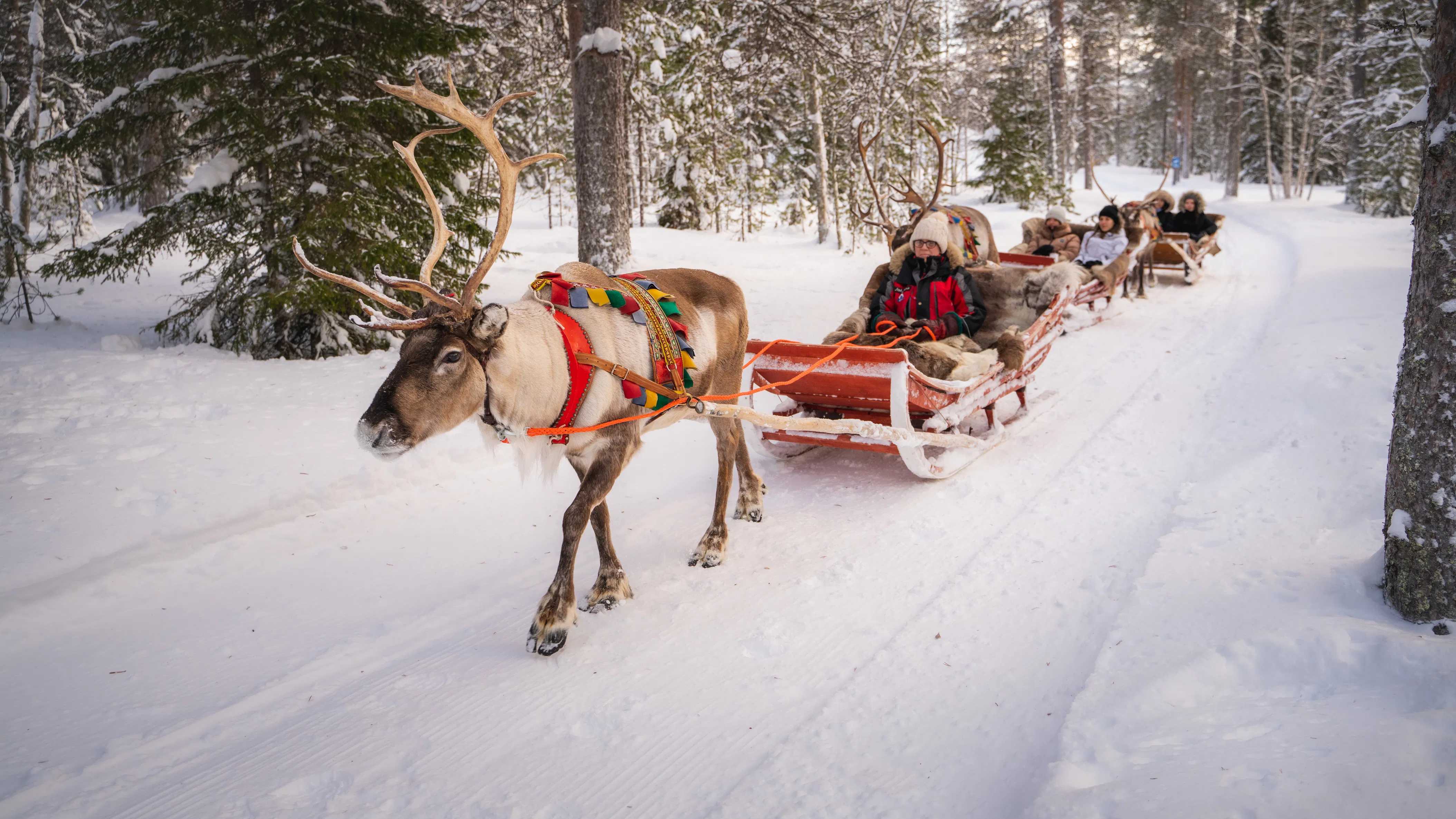 Winter Adventure Reindeer Safari in Rovaniemi, Santa Claus Village- 1 hr