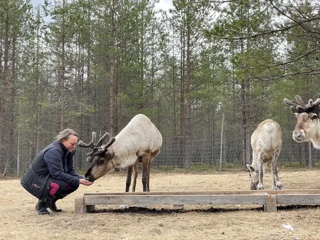 reindeer-journey-anne-kaat-vandeweyer-1786254938.webp
