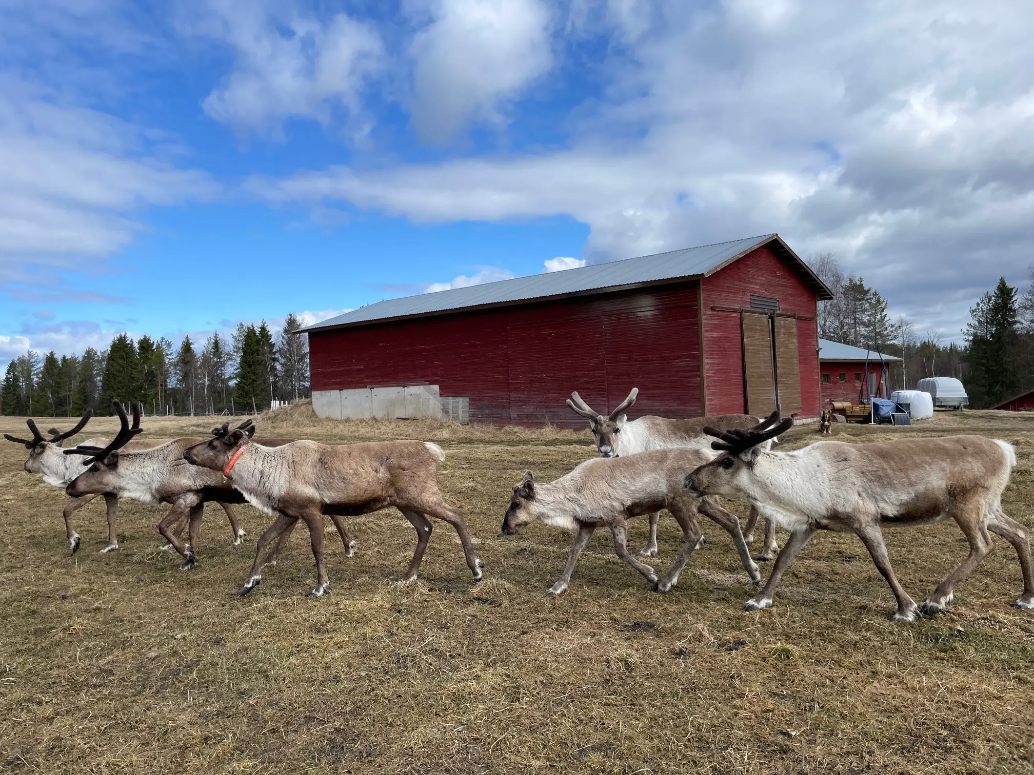 A Reindeer Journey With Anne Ollila