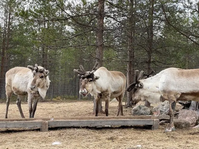 reindeer-journey-feeding-reindeer-2-kaat-vandeweyer-1786254938.webp