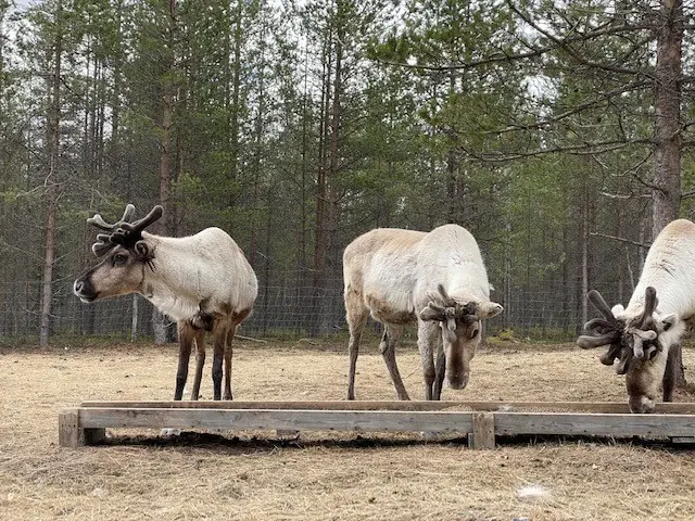 reindeer-journey-feeding-reindeer-kaat-vandeweyer-1786254938.webp