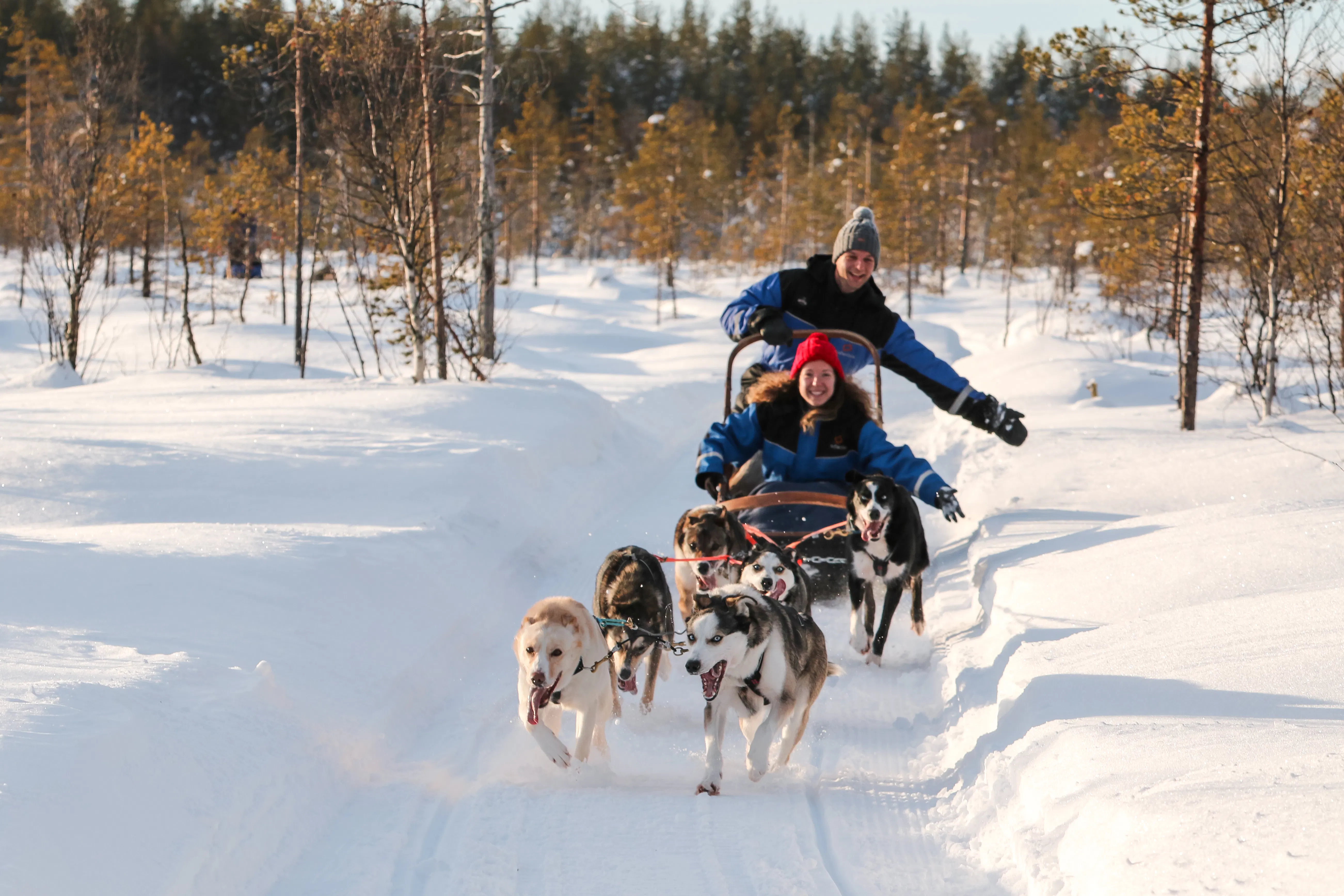Snowy Escape - 10 km husky safari in Levi