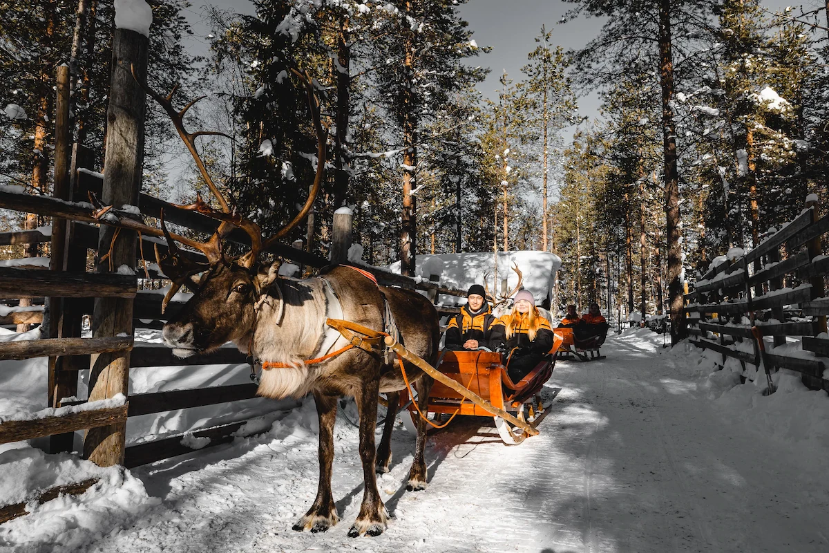 Traditional Reindeer Safari in Saariselkä