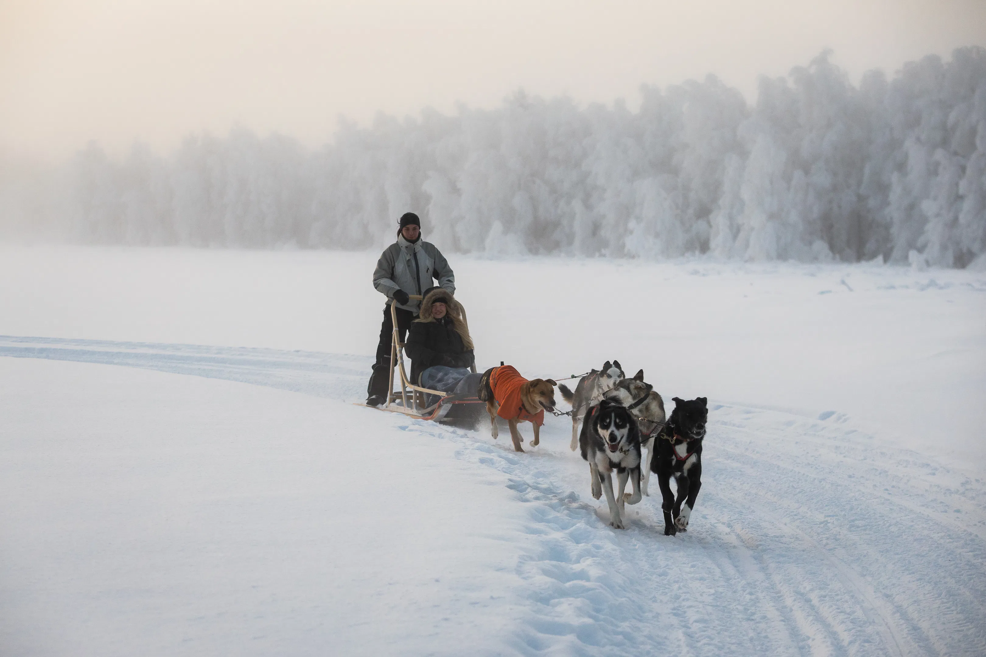 Wild Run - 5 km husky safari in Rovaniemi
