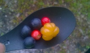 Berry picking – superfood Summer in Lapland
