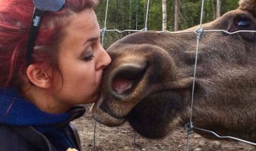 Meet a Moose in Lappland Sweden