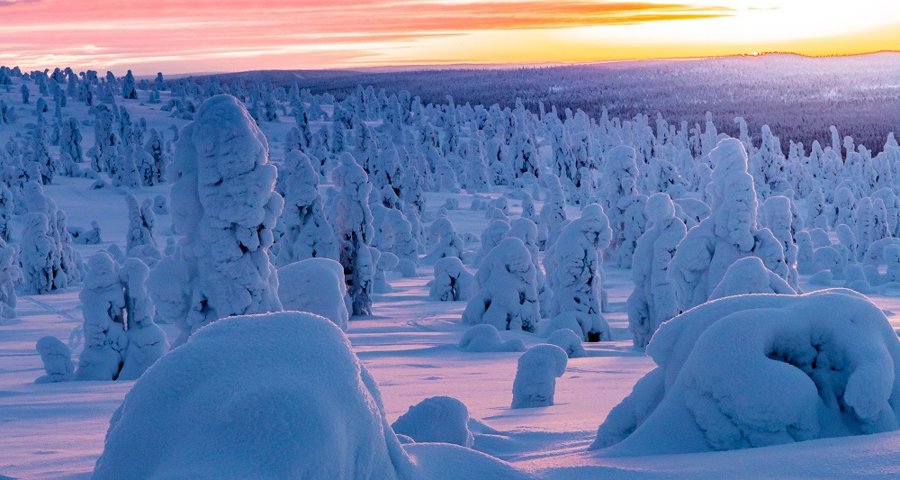Snow covered forest in the north- Riisitunturi- Finnish Lapland