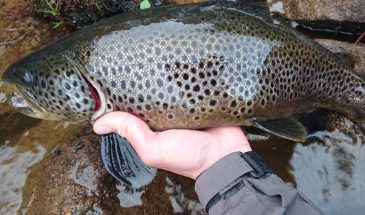 fly fishing at the best trout river in Europe; Juutua