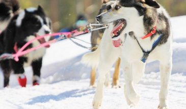 Combination Husky and Fishing or Snowmobile rovaniemi snowy winter dogs ride in Finnish Lapland