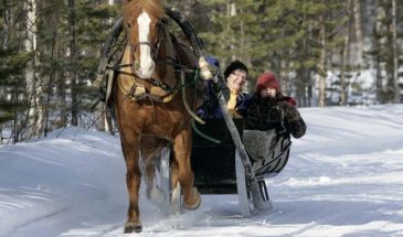 Horse sleigh ride in the snowy forest lapland pyhätunturi