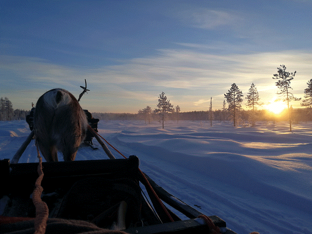 Jenna-käppi-Lapland-life-in-Luosto-Reindeer-farm