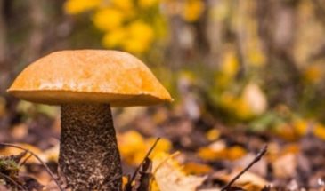 Mushroom picking tour in rovaniemi lapland nature