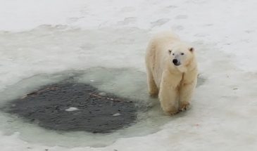 Ranua wildlife park visit polar bear in teh snow winter nature