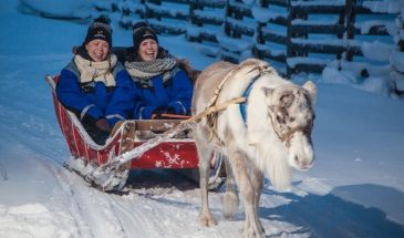 Polar Night – Evening reindeer safari- Safartica- Rovaniemi- Visit Lapland