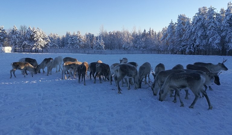 Reindeer farm in Finland Visit lapland