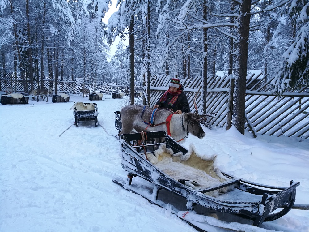 Reindeer farm in Lapland, Finland Sodankylä