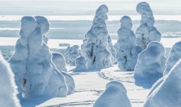 Riisitunturi Photography expedition Winter Beyond Arctic - Visit Lapland
