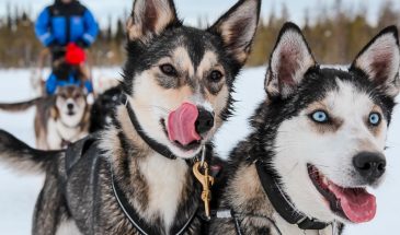 Snow Trail – 2 h husky safari- Safartica - Rovaniemi- Visit Lapland Winter