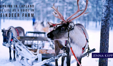Working in Lapland reindeer farm as a guide in Sodankylä