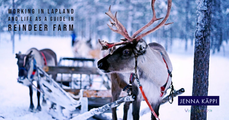 Working in Lapland reindeer farm as a guide in Sodankylä