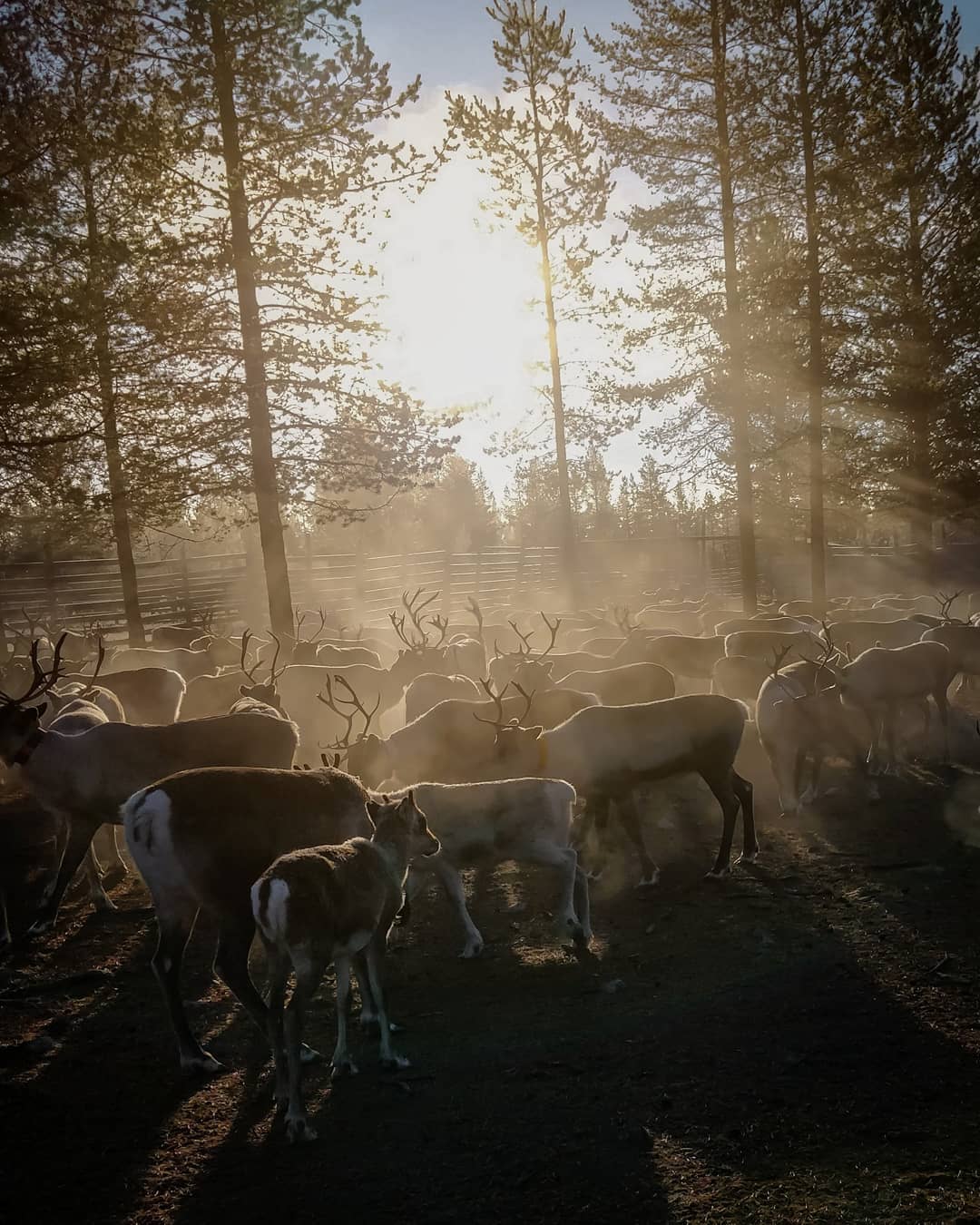 Reindeer herding in Lapland- IIda aletta Salla story of reindeer farm in Lapland Finland´Blog by Visit Lapland