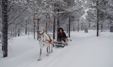 Local Lapland reindeer farm ride in Utsjoki Finland Winter dream Paishill lodge
