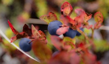 Arctic food blueberry Forest Finland Lapland summer