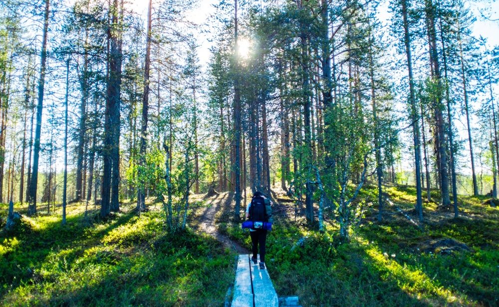 Hiking in a forest in Lapland